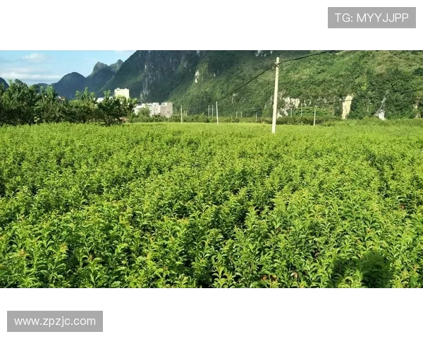 查尔斯李谈萨隆扛起角色定位风格愈发全面成球队关键核心力量提升